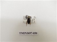 藏品(膜翅目(蜂))的圖片